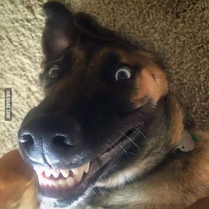 Смешная собака улыбается