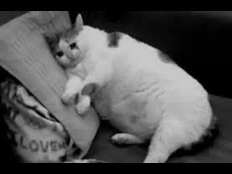 Толстый кот лежит и плачет