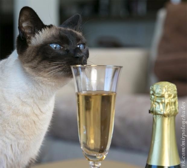Котики и шампанское
