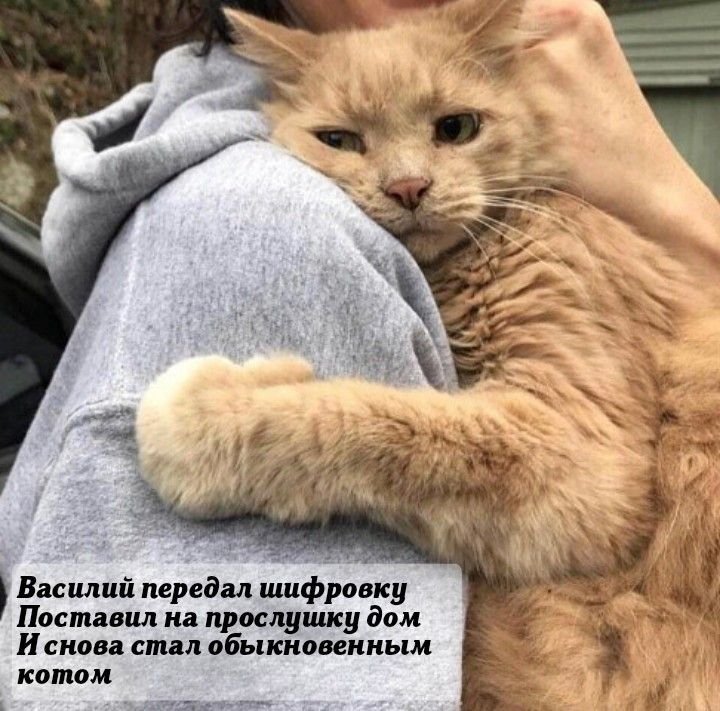 Кот обнимает