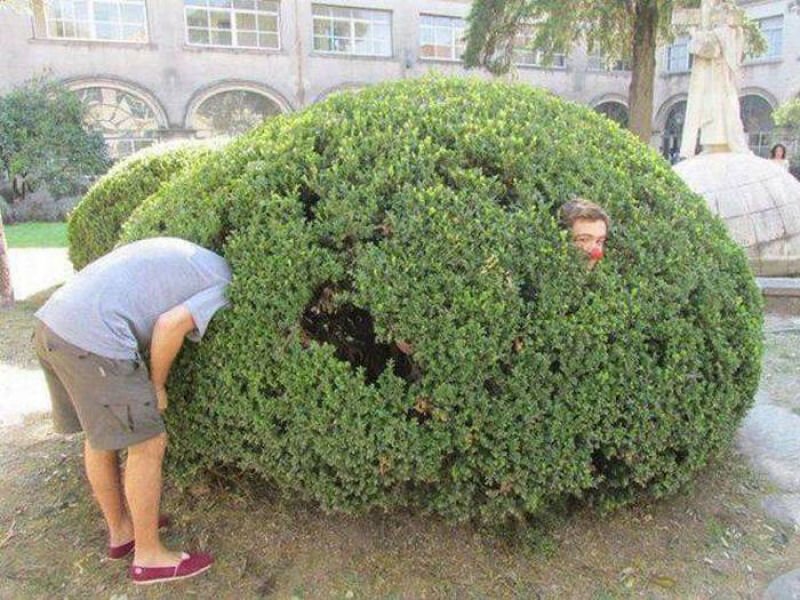 Смешной кустик