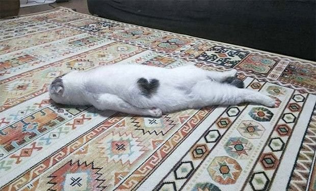 Кошка лежит