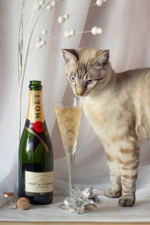 Кот с бутылкой шампанского