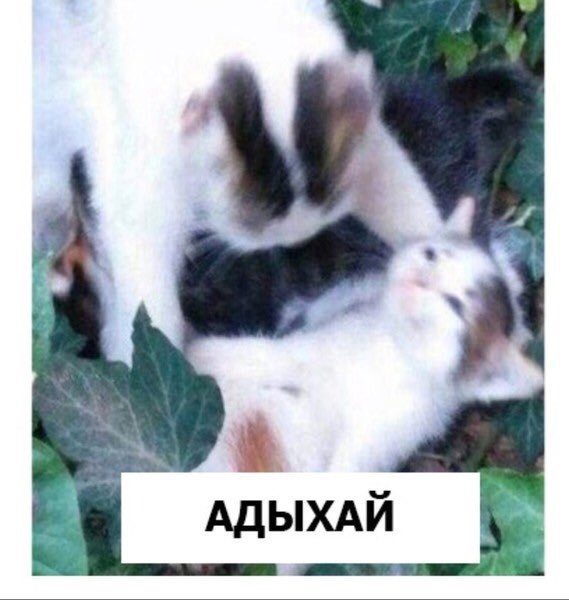 Держит кота