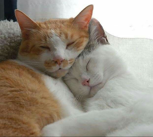 Коты обнимаются