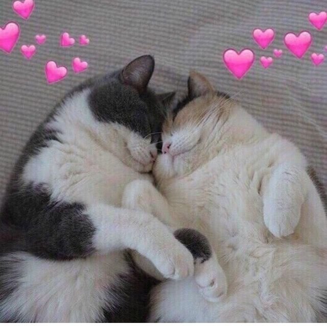 Котики обнимаются