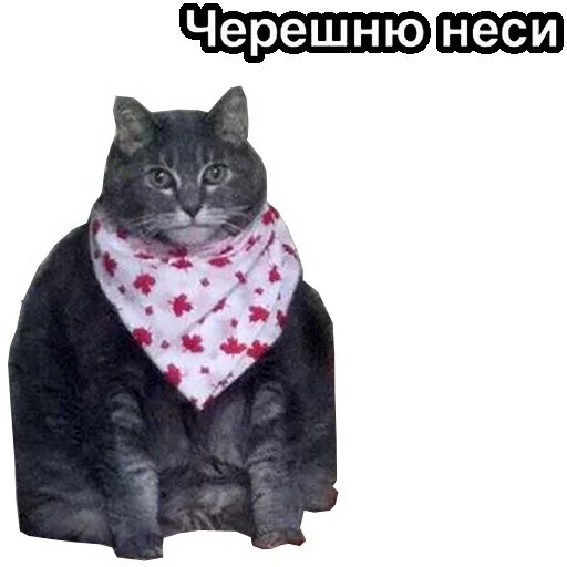 Толстый кот в платочке