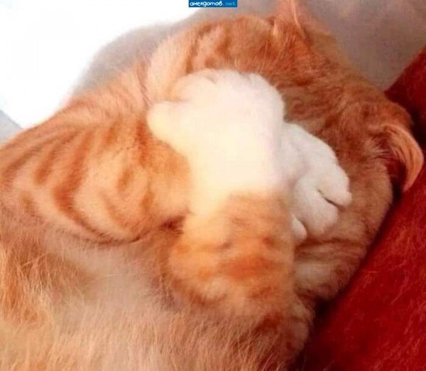 Кот закрывает лапой рот