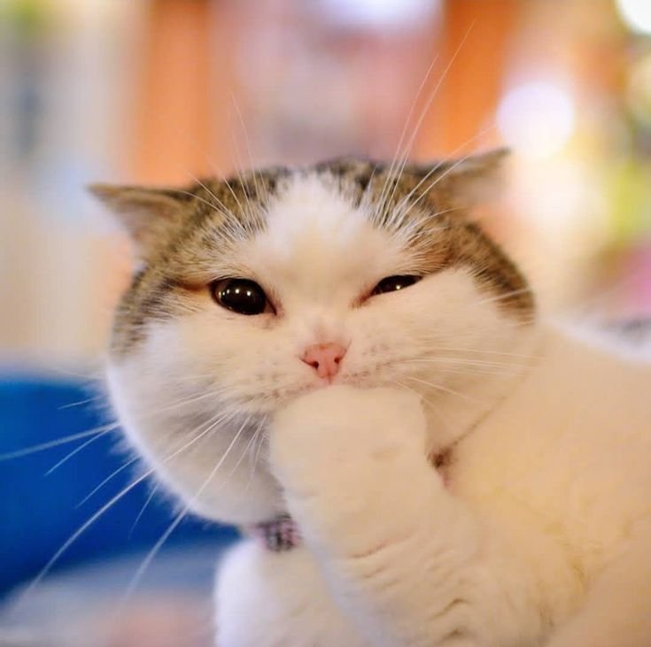 Милый котик