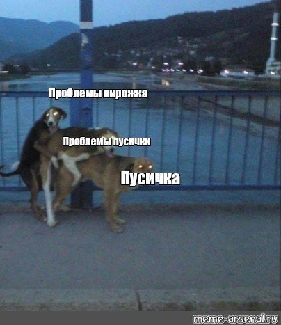 Собаки слиплись