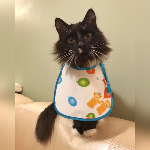 Кошка в переднике