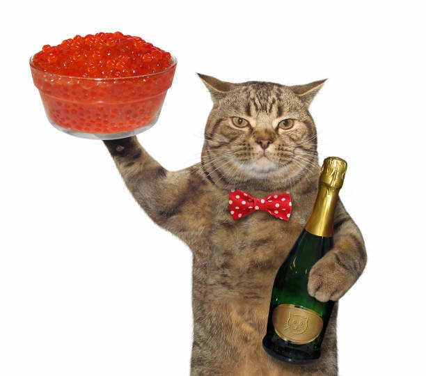 Кот и красная икра