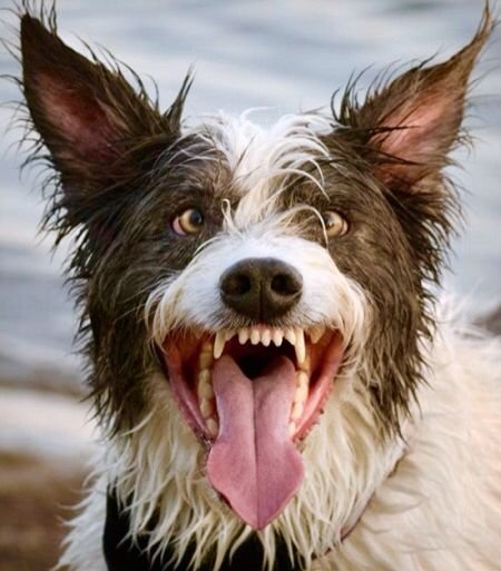 Смешные собаки