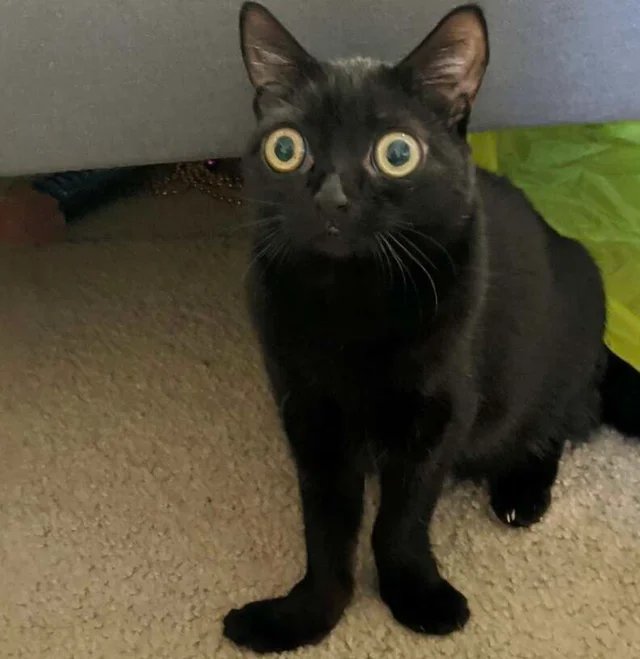 Чёрный кот с большими глазами