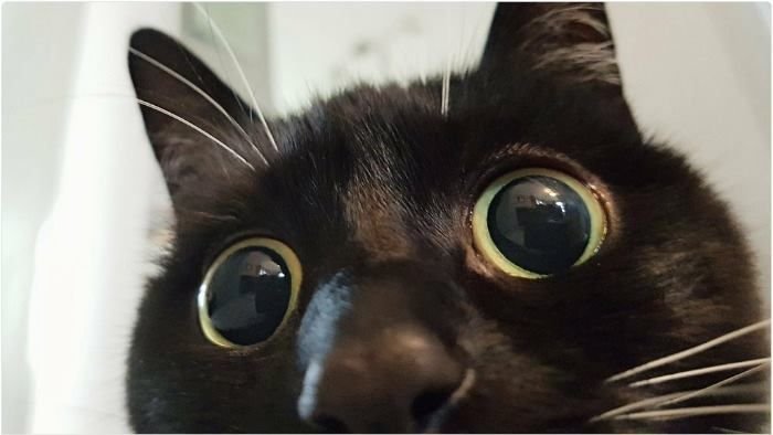 Котик с выпученными глазами