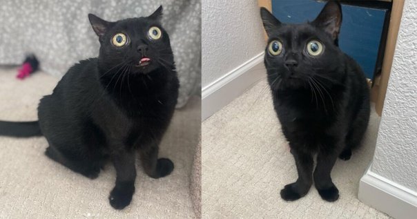 Кошка Джинкс черная