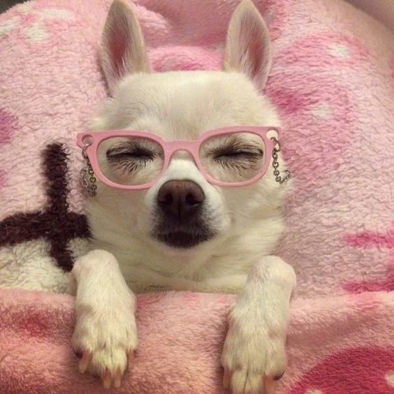 Розовая собачка в очках