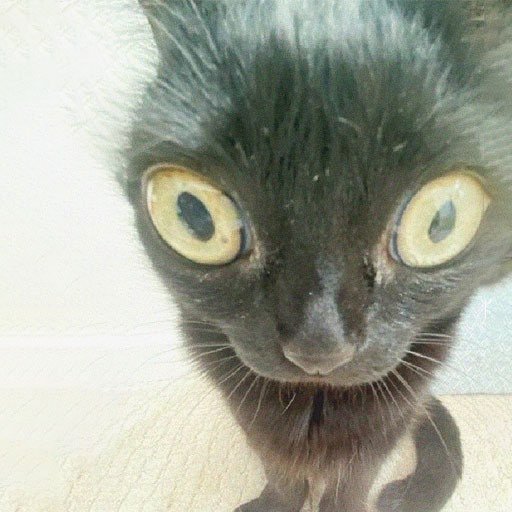 Пучеглазый кот