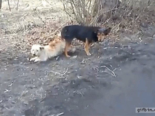 Собаки спариваются