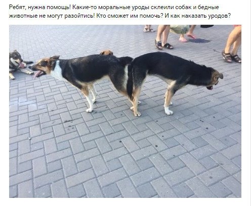Собаки склеились попами