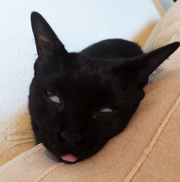 Котик с высунутым языком