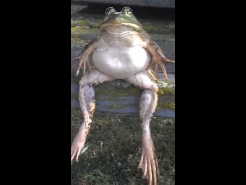 Человек жаба