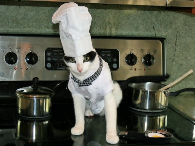 Кот шеф повар