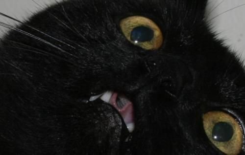 Упоротые черные коты