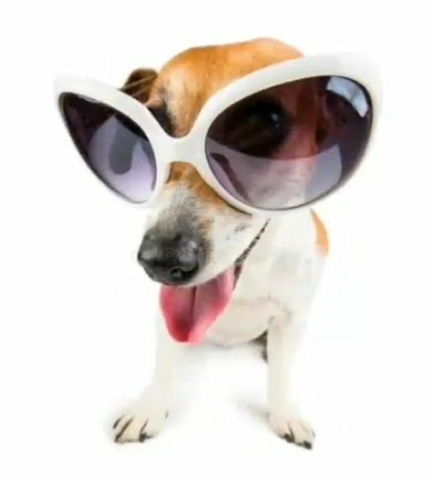 Джек Рассел в очках