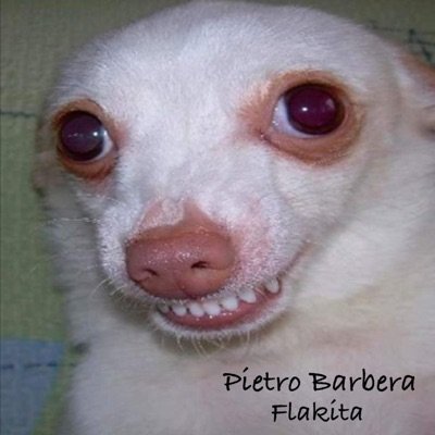 Лысая собака улыбается