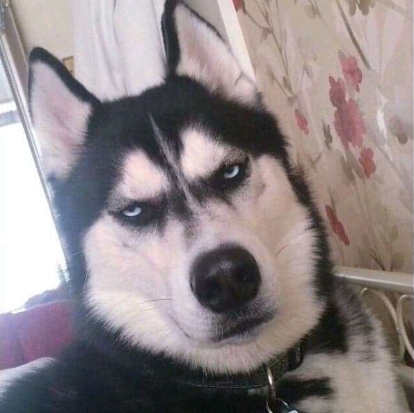 Собака подозревака хаски