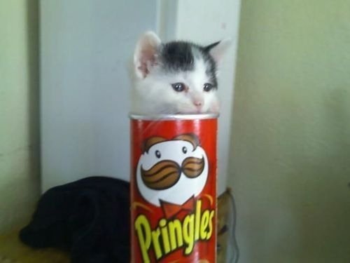 Кот ест чипсы