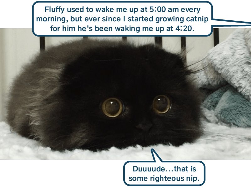 Кошка с огромными глазами