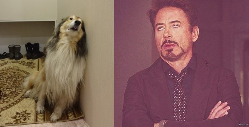 Кот с закатанными глазами