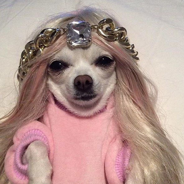 Собака с накрашенными бровями