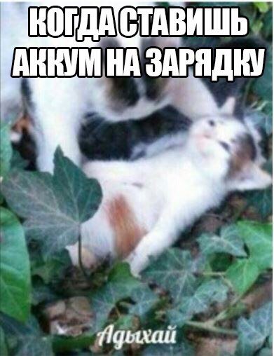 Пикча адыхай