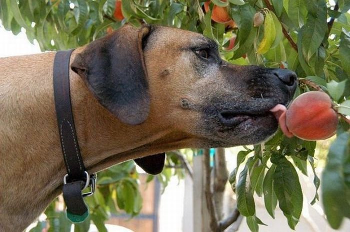 Собак с нектарином