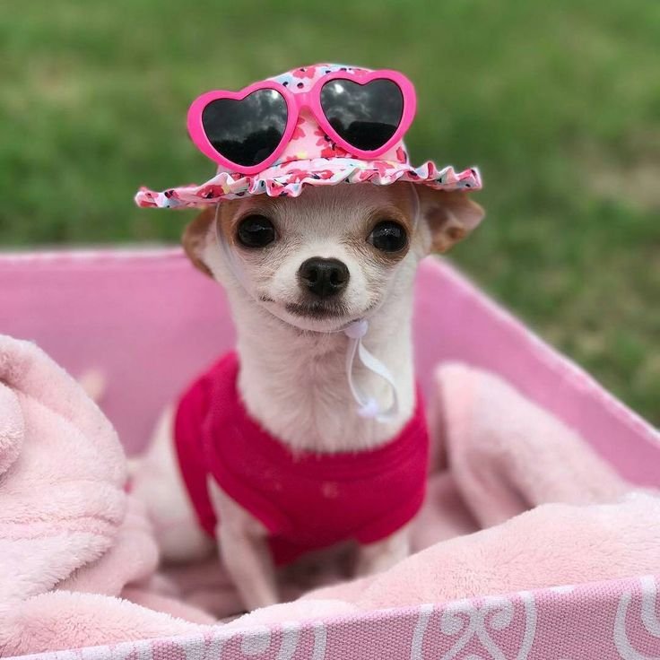 Чихуахуа м̥и̥л̥а̥ш̥к̥а̥