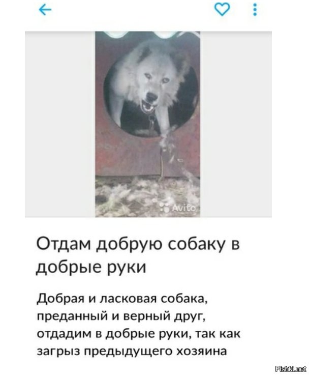 Отдам добрую собаку в добрые руки добрая и ласковая собака
