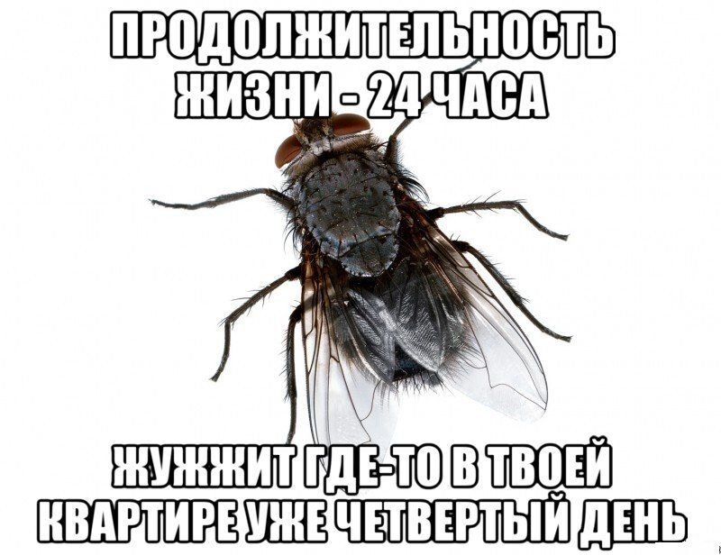 Прикол про муху