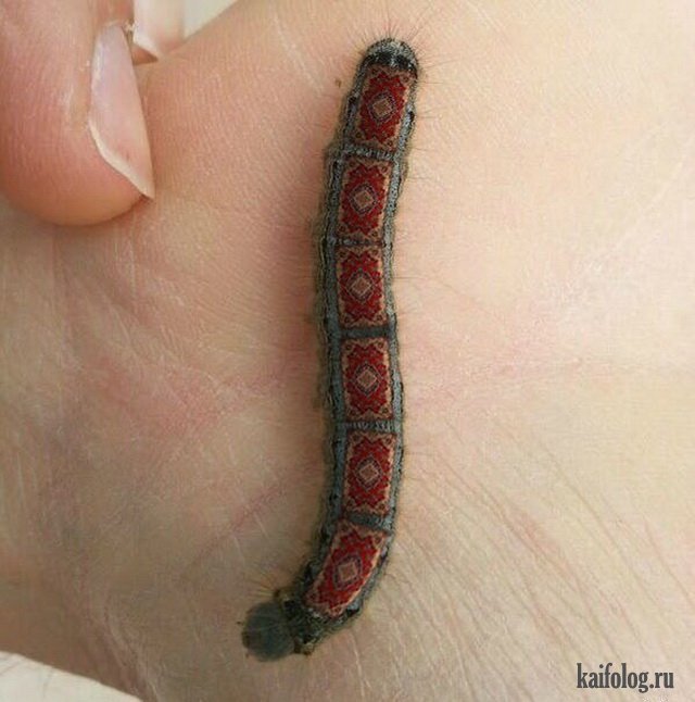 Ковровая гусеница