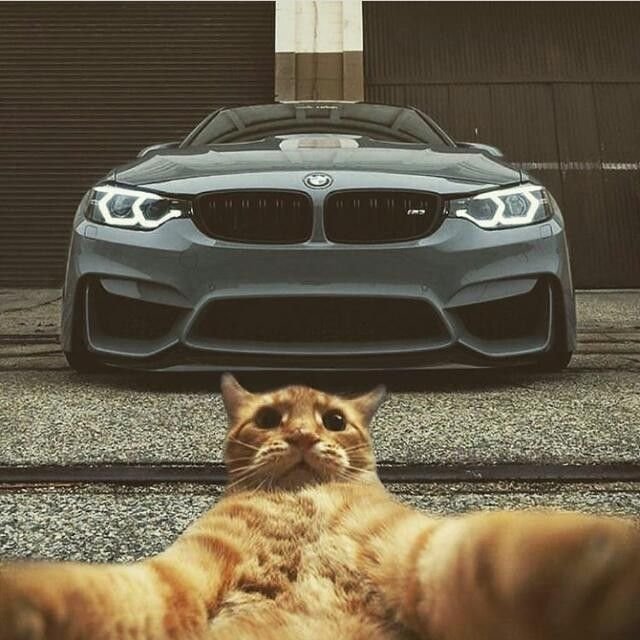 Коты с БМВ