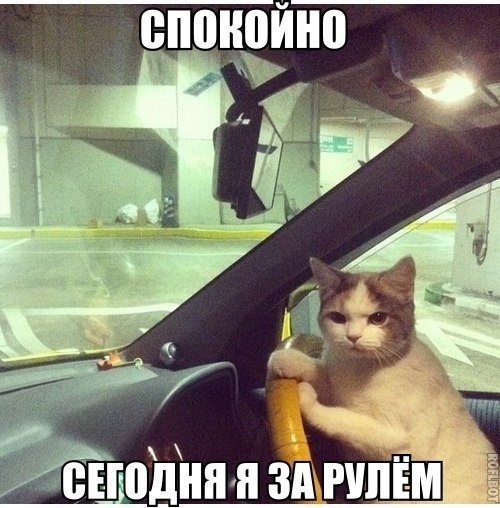 Кот за рулем