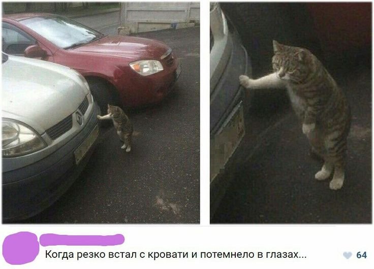 Кот облокотился на машину