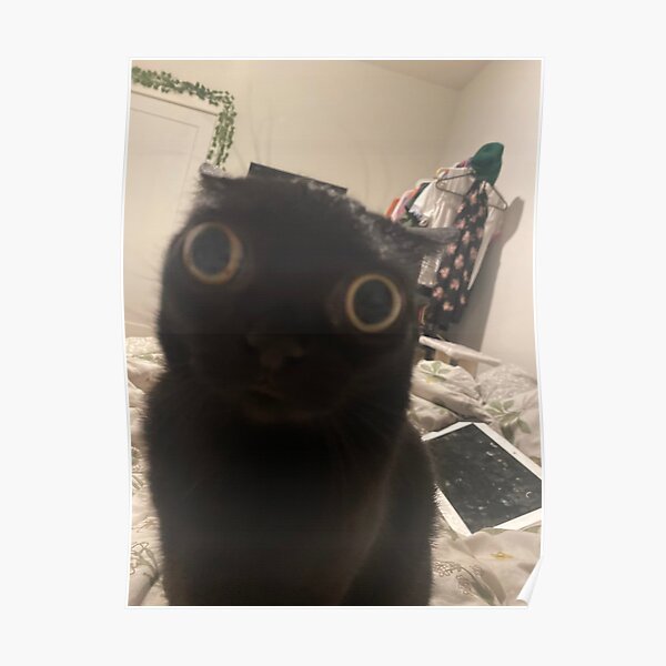 Пучеглазый котик