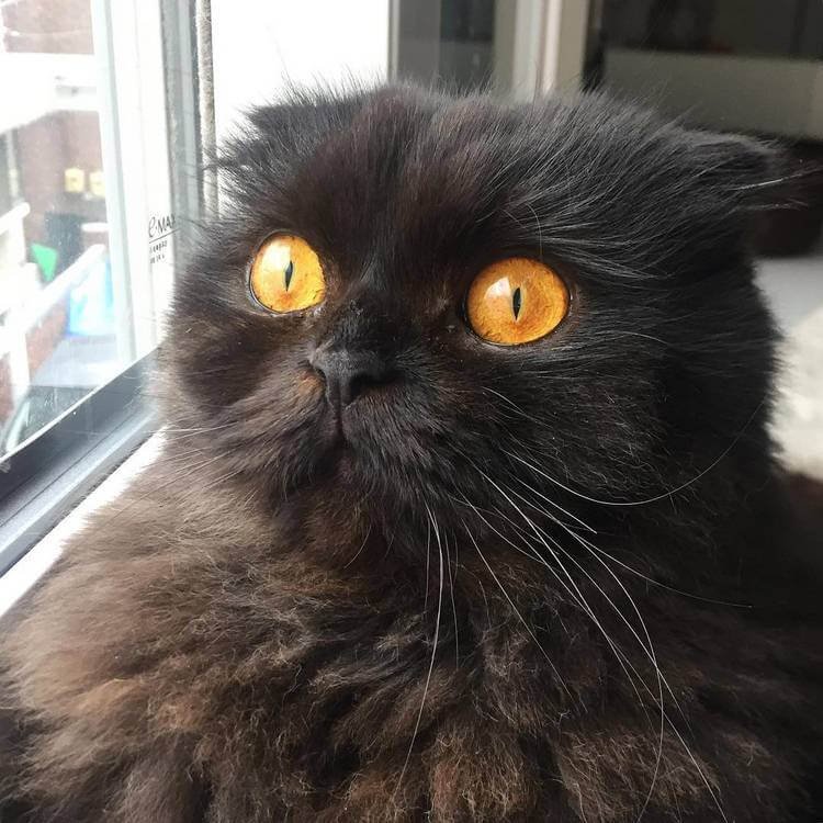 Чёрный кот с большими глазами