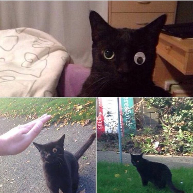 Кот с глазами в разные стороны Мем