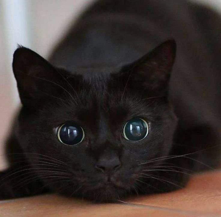 Жил да был чёрный кот за углом