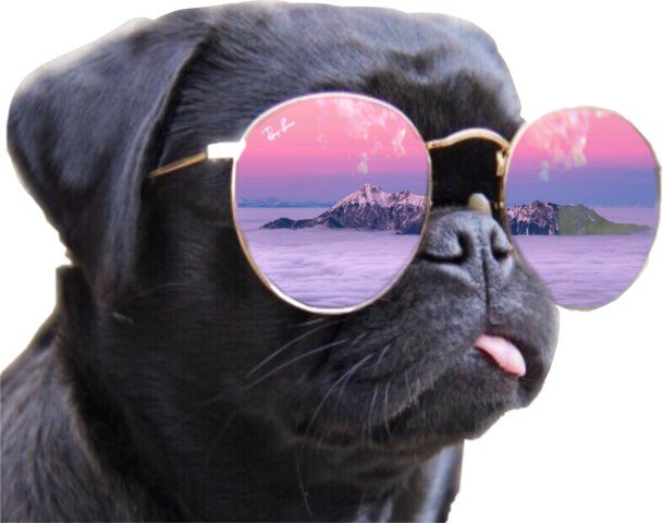 Кот в очках