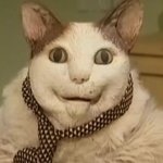 Адыхай с котом